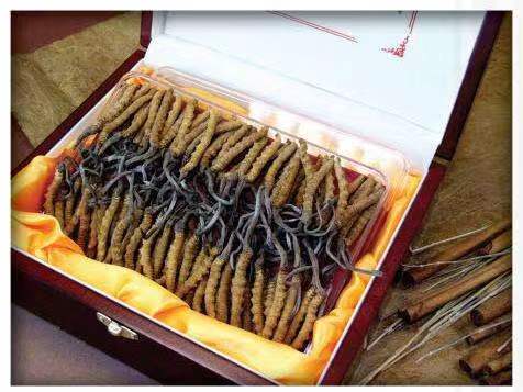 兴庆冬虫夏草回收